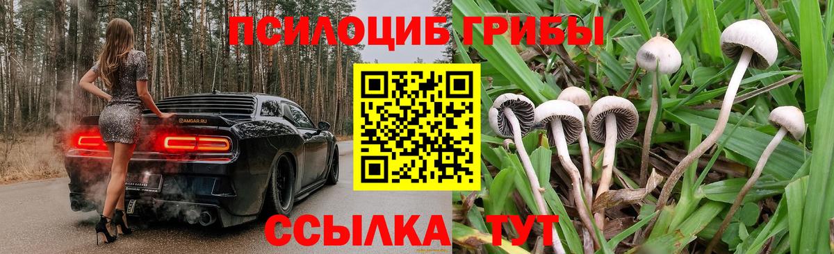 Псилоцибиновые грибы Psilocybe  Вход с VPN  Гусиноозёрск 